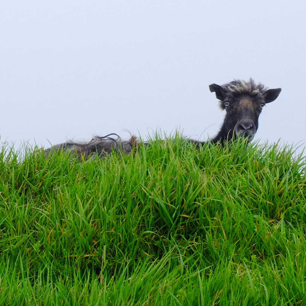 Faroese sheep on the island of Mykines