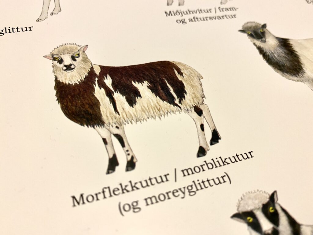 Illustration of a Faroese sheep