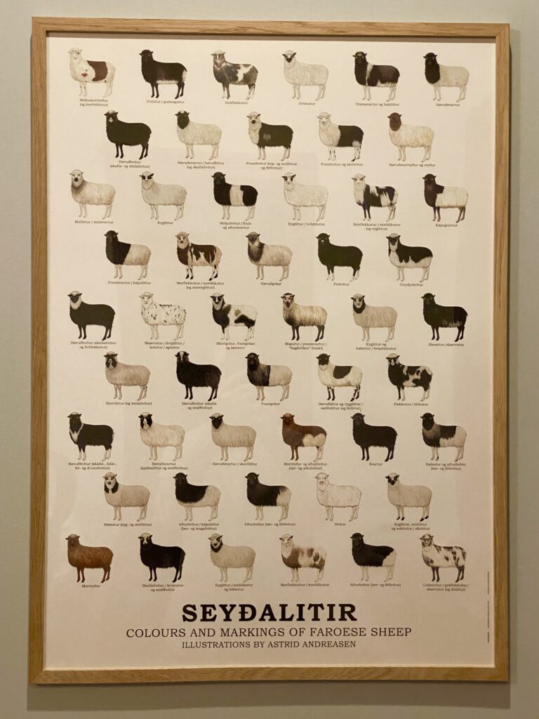 Poster entitled Seyðalitir: Colours and Markings of Faroese Sheep